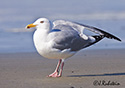 Larus argentatus